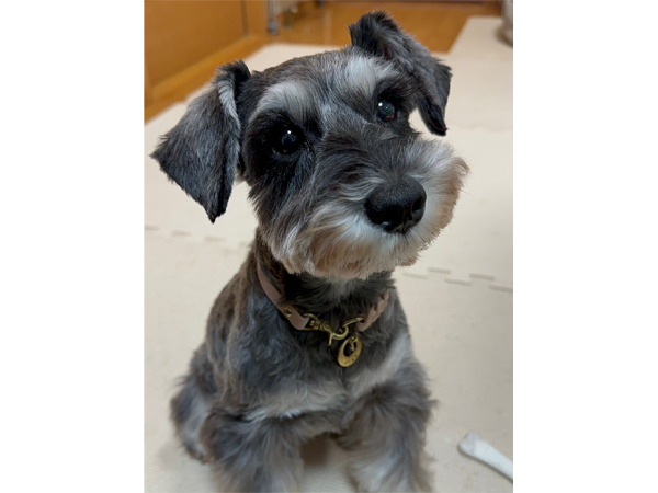 モデル犬卒業後、里親さん宅での様子♪～リアンちゃん～